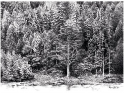 Forêts dessinées