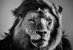 LIONS de Laurent Baheux