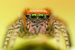 «Face à face...» par Charly Delisle au Jardin d'Images