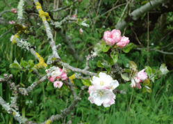 Animation Taille des Fruitiers avec les Croqueurs de Pommes