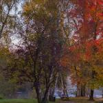 Le Clain en robe d'automne