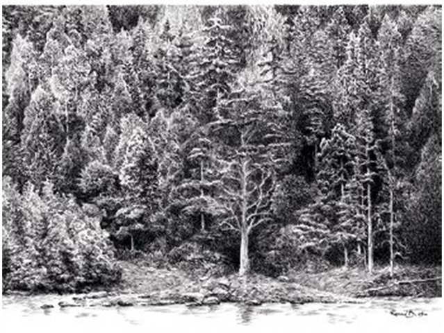 Forêts dessinées